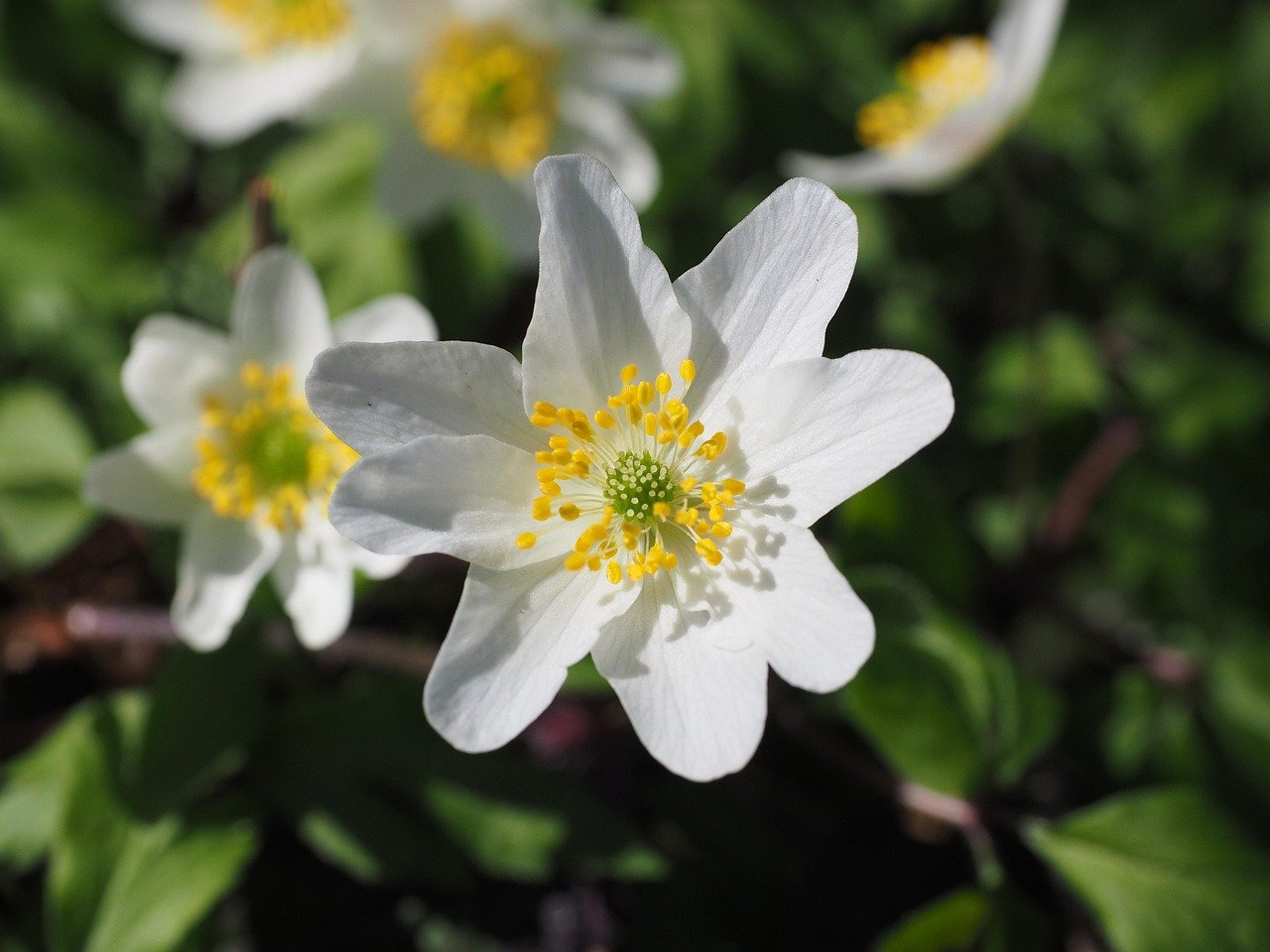 puiset vuokot, kukka, valkoinen, anemone nemorosa, anemone, leinikki, ranunculaceae, kaunis, maaginen, ihana, noita kukka, vu