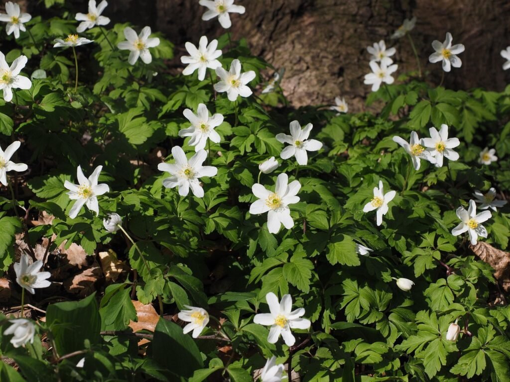 puiset vuokot, kukka, valkoinen, anemone nemorosa, anemone, leinikki, ranunculaceae, kaunis, maaginen, ihana, noita kukka, vu