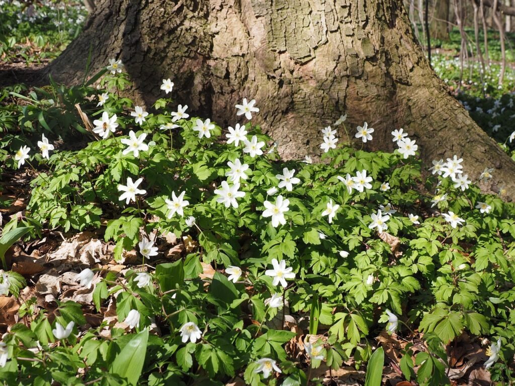 metsä, puun runko, metsänpohja, kasvillisuus, idyllinen, puiset vuokot, kukka, valkoinen, anemone nemorosa, anemone, leinikki