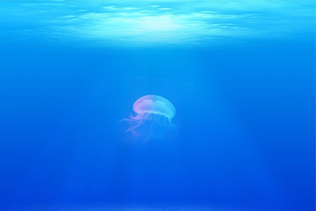 meduusa, eläin, vedenalainen, meri jelly, cnidaria, meressä, sea life, ocean elämä, vesieläimiä, villieläimet, luonne, eläimi