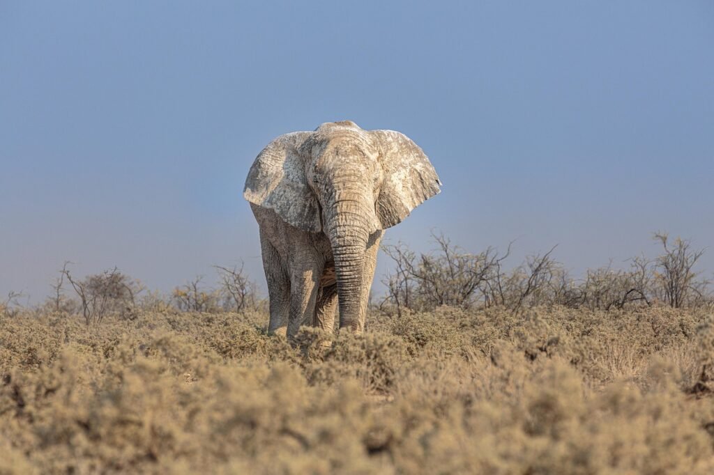 afrikkalainen norsu, norsu, pachyderm, elephantidae, loxodonta africana, eläin, safari, villieläimet, etosha national park, n