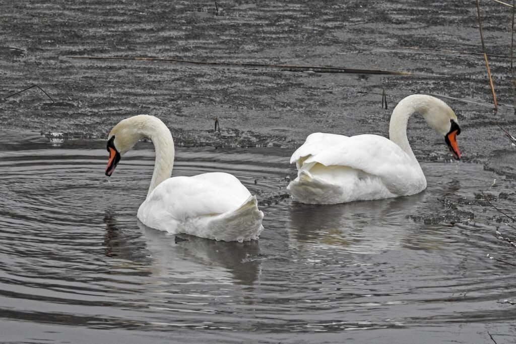 kyhmyjoutsen, kevät, finland, mute swan, luonne, spring