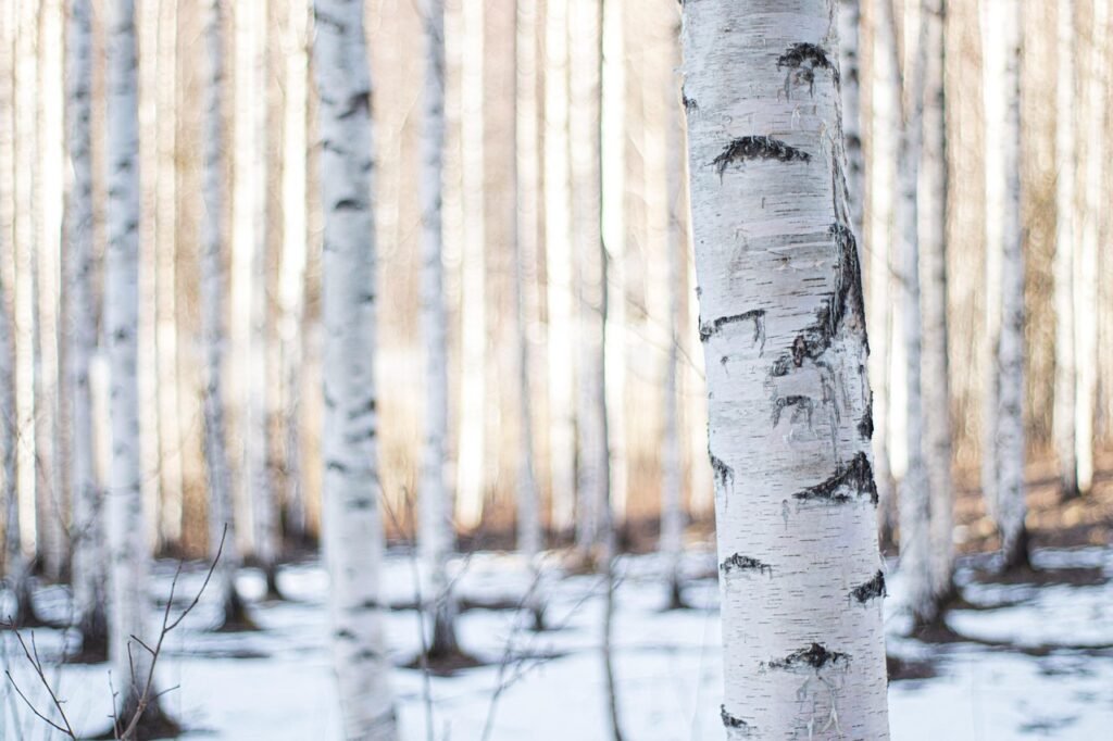 finland, forest, luonne, winter, birch, woods, timber, woodland, wildwood, timberland, snow, backwoods, ground, spring