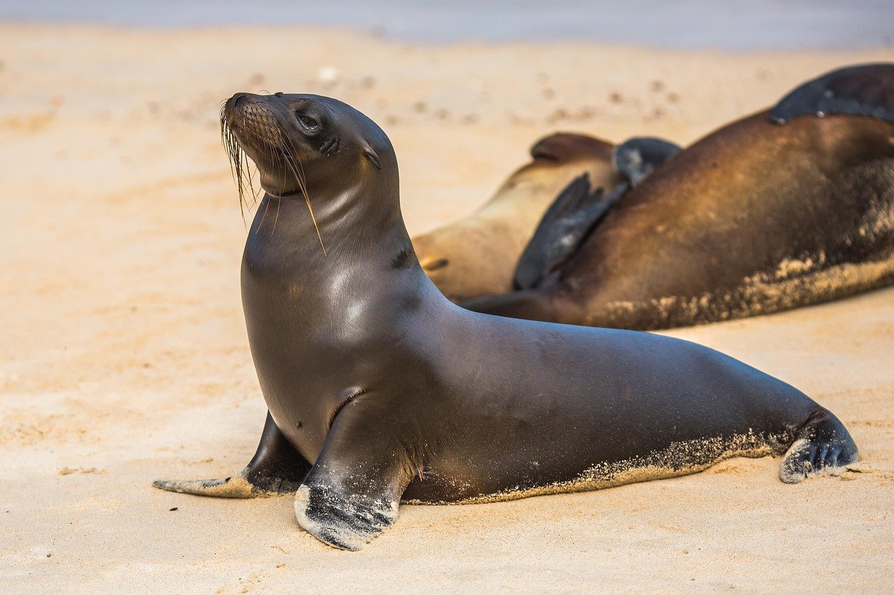 pohjois-pacific sea lions, luonne, steinmann sea lions, meri aasi, sea lions, eläinten