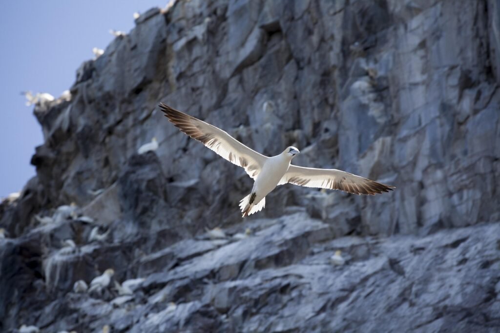 lintu, luonne, suula, ornitologia, lajia, eläimistö, eläin, villieläimet, siivet, höyhenet, sea bird