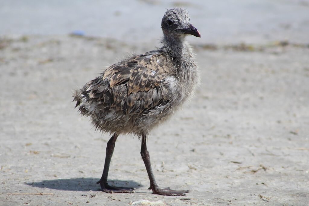 naurava lokki, tipu, vauva, lintu, coastal bend, rockport, ranta, luonne, texas
