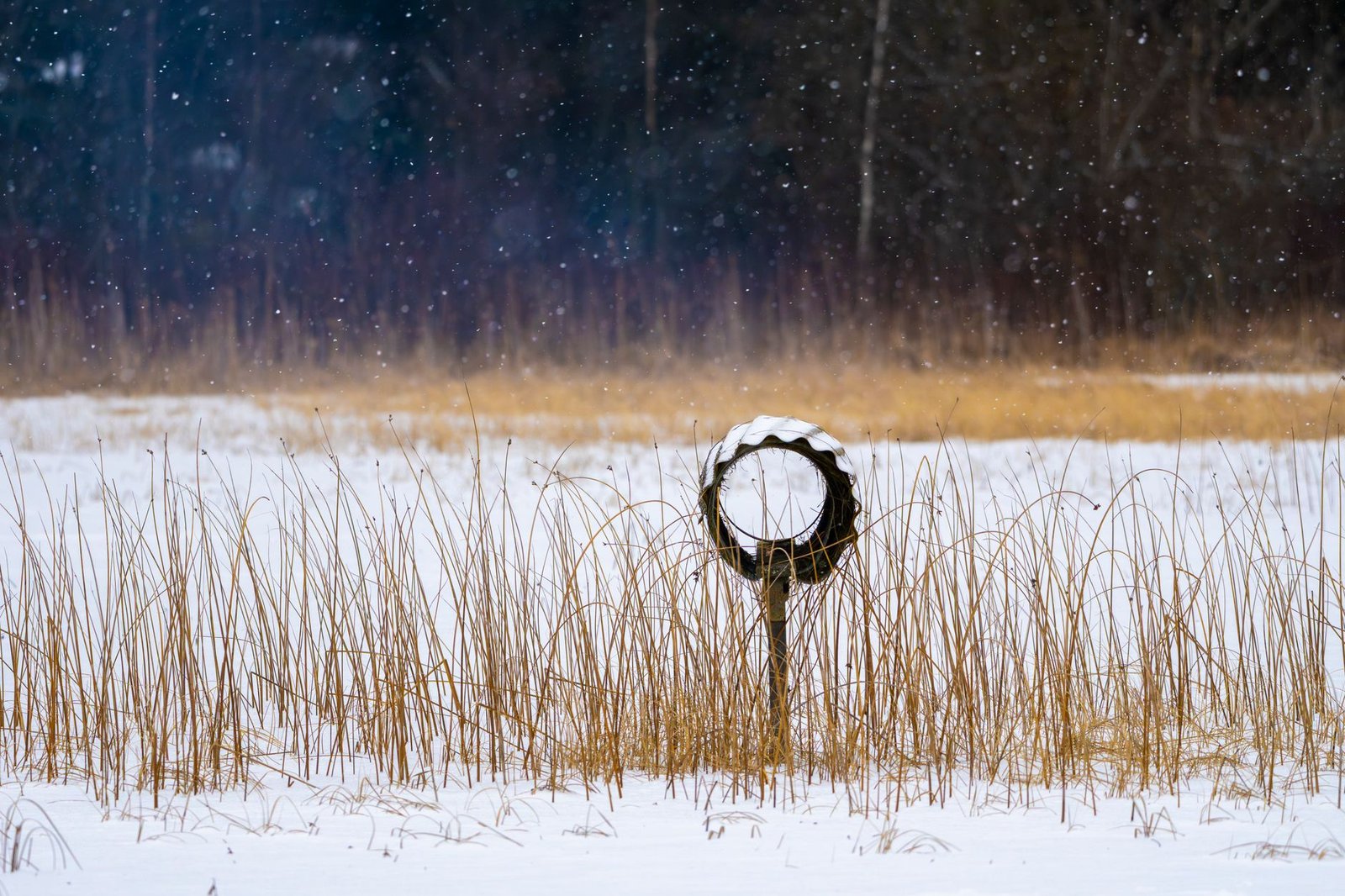 Seesteinen talvimaisema, jossa putoava lumi ja pyöreä metallirakennelma korkeiden heinien keskellä.