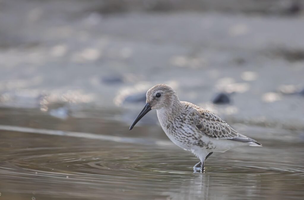 lintu, luonne, pyörteinen hiekkapiippu, beach bird, kurppa, vesilinnut