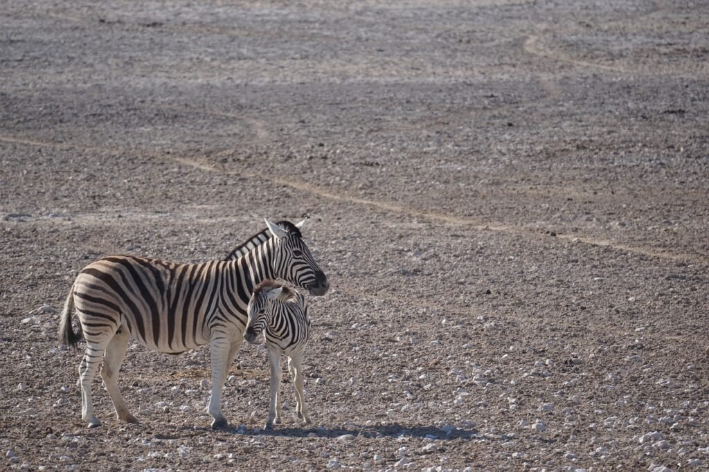 seepra, luonne, namibia, etosha, kansallispuisto, safari, eläin, afrikka, villieläimet, harmaa eläimiä, harmaa park