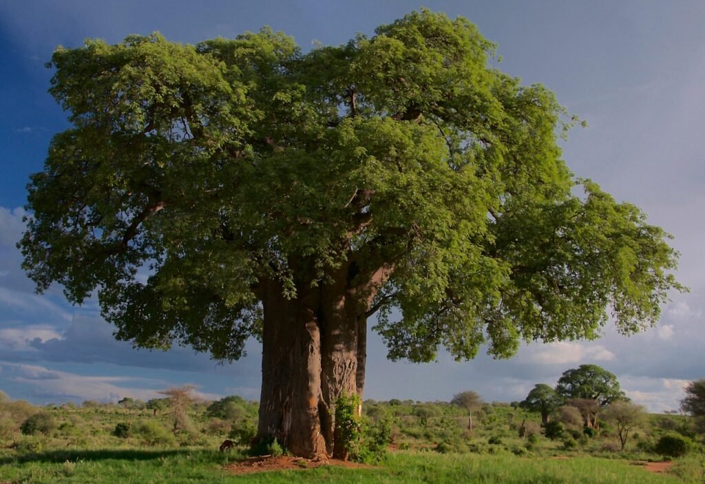 puu, baobab, tarangire national park, tansania, maisema, erämaa, villi, luonne