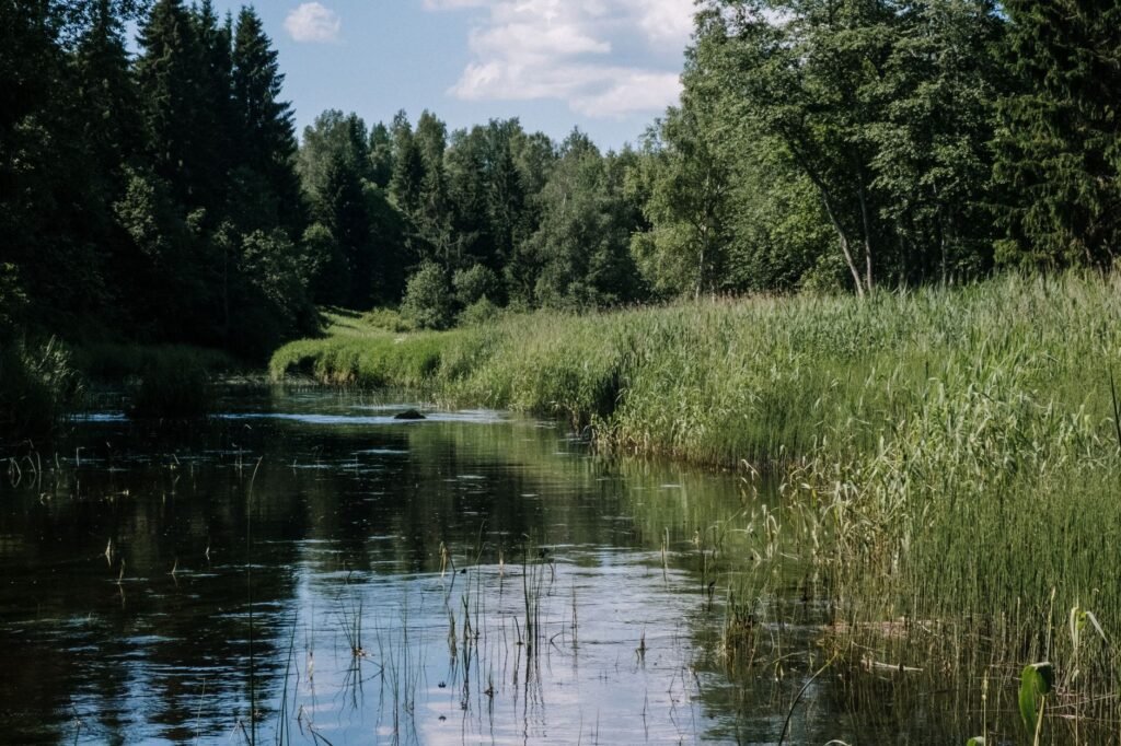 Rauhallinen joenranta, jota ympäröi vehreät puut ja kasvit aurinkoisena kesäpäivänä.