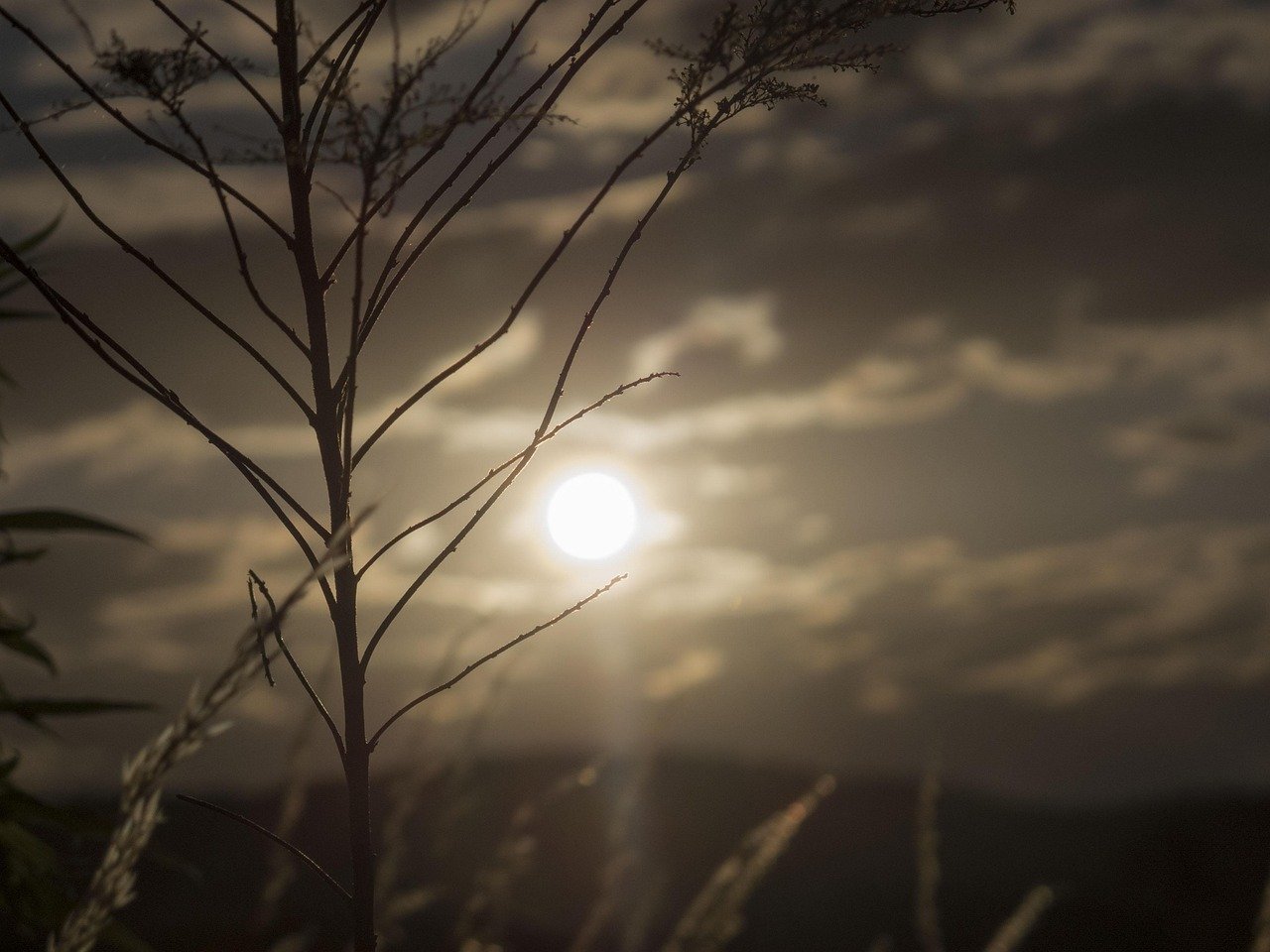 auringonlasku, kasvi, musta, nature photo, luonne, rauhallinen