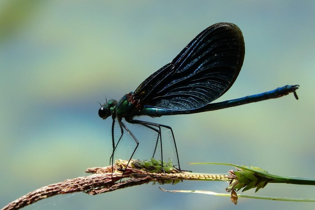 dragonfly, hyönteinen, lentää, kesä, luonne, sininen, kaunis, waterfront, kroatia, plitvice, järvet, vihreä