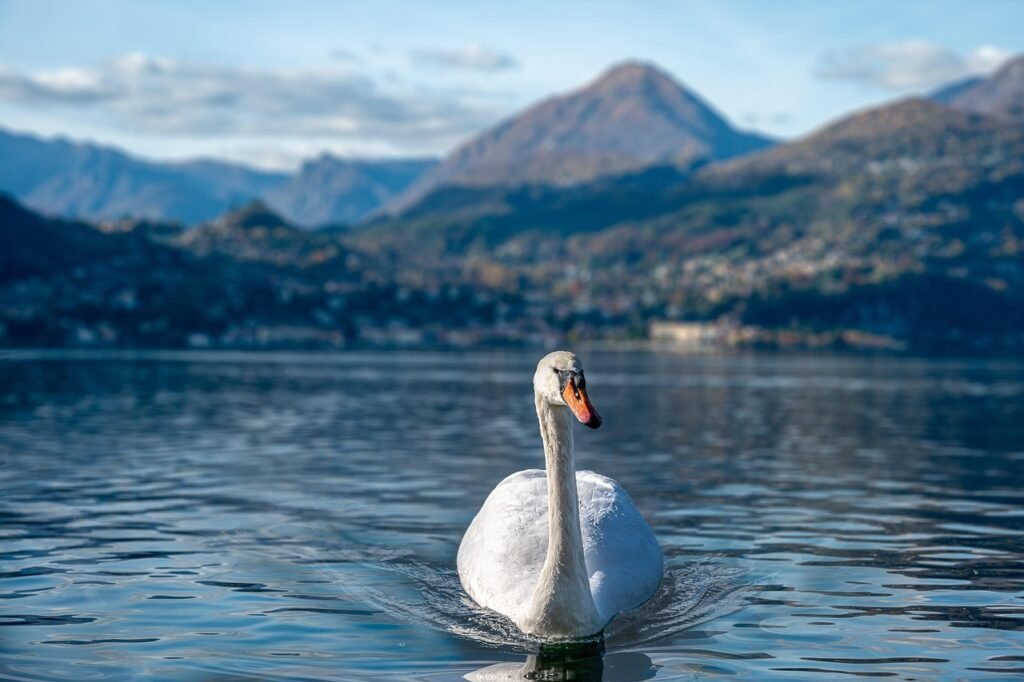 joutsen, luonne, lintu, ornitologia, järvi, lake como, como, varenna, vettä, vuori, kylä, italia