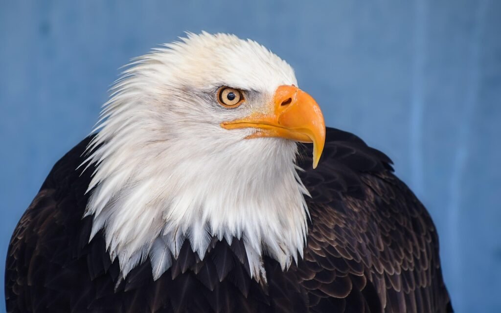 kalju kotka, kotka, raptor, lintu, luonne, eläin, sininen