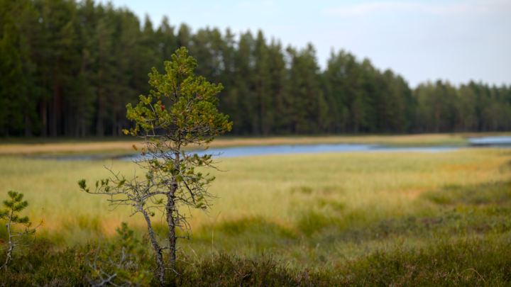 Näin lähestyt aihetta escort vastuullisesti paikassa Tornio