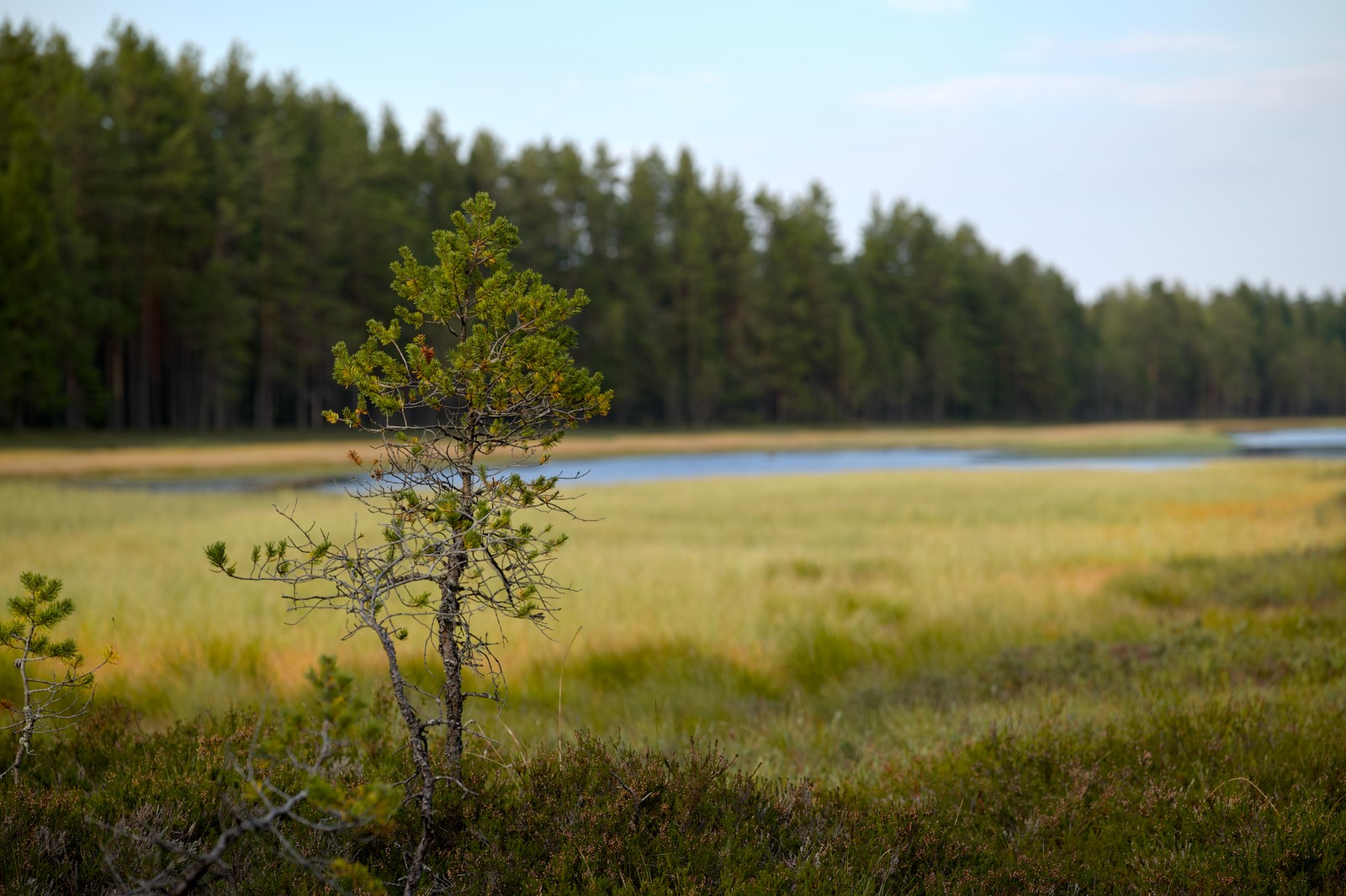 Yksinäinen mänty seisoo rauhallisen soisen alueen vieressä, ympäröitynä rehevällä vihreydellä ja kaukaisilla metsillä, täydel