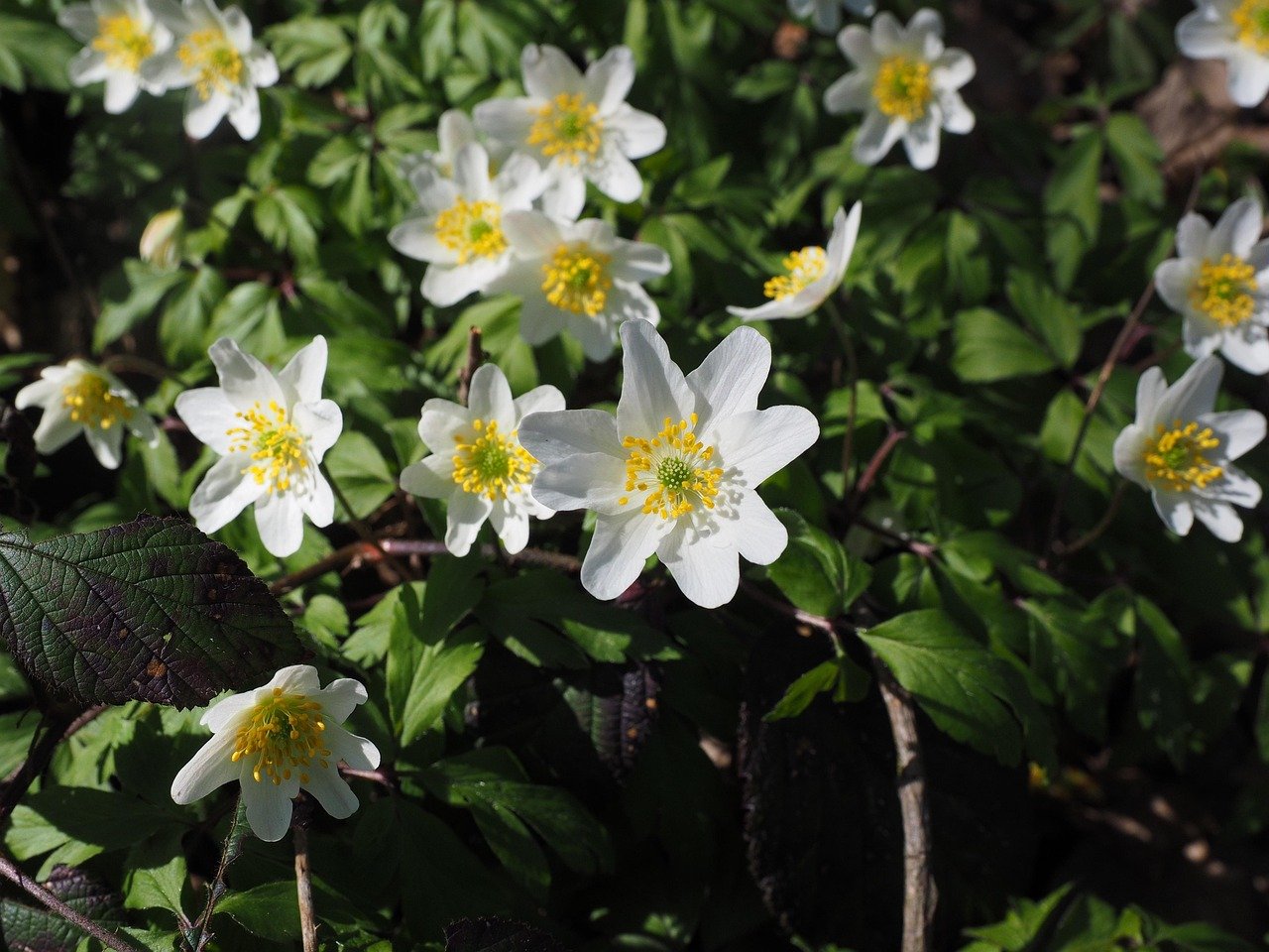 puiset vuokot, kukka, valkoinen, anemone nemorosa, anemone, leinikki, ranunculaceae, kaunis, maaginen, ihana, noita kukka, ku