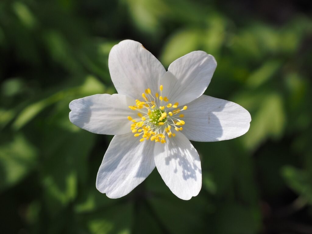 puiset vuokot, kukka, valkoinen, anemone nemorosa, anemone, leinikki, ranunculaceae, kaunis, maaginen, ihana, noita kukka, ku