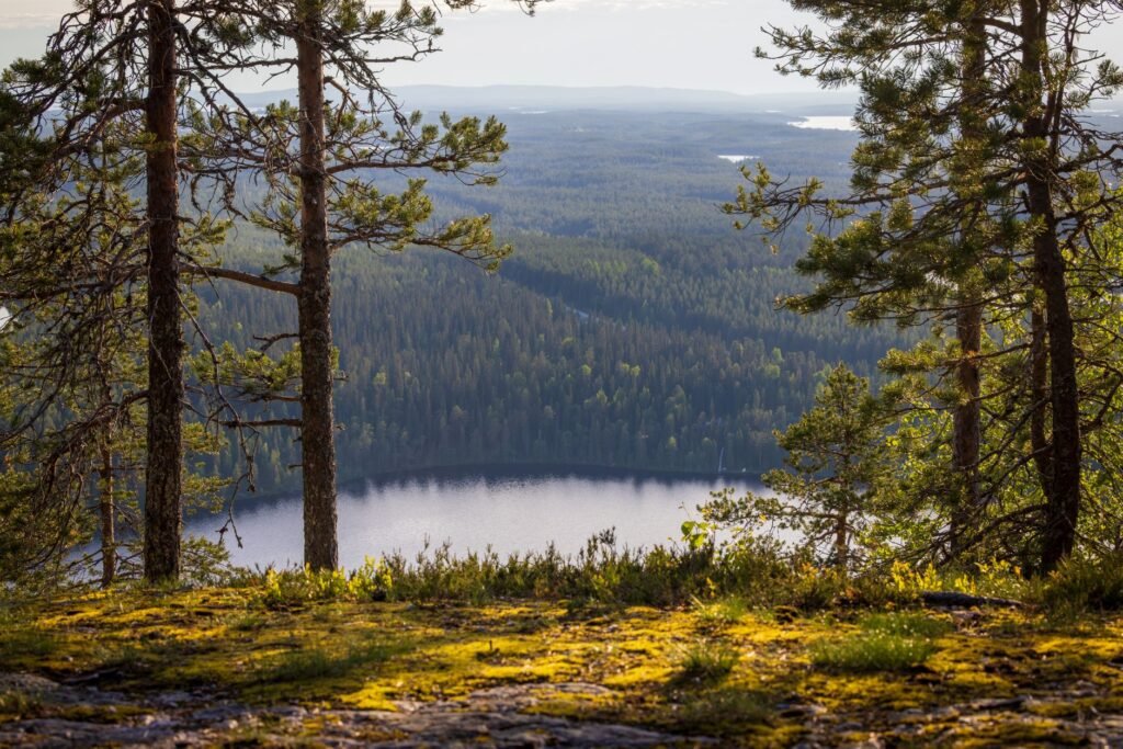 Upeita maisemia Kuusamon rehevistä metsistä ja rauhallisesta järvestä päivällä.