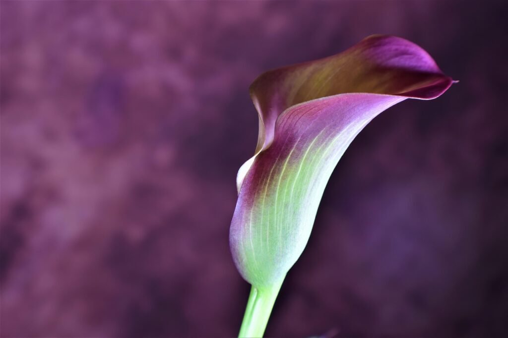 calla lilja, hd -taustakuva, kukikas tausta, kauniita kukkia, kukka, calla, lilja, vakiotyyppi, kevät, puutarha, luonne, kukk