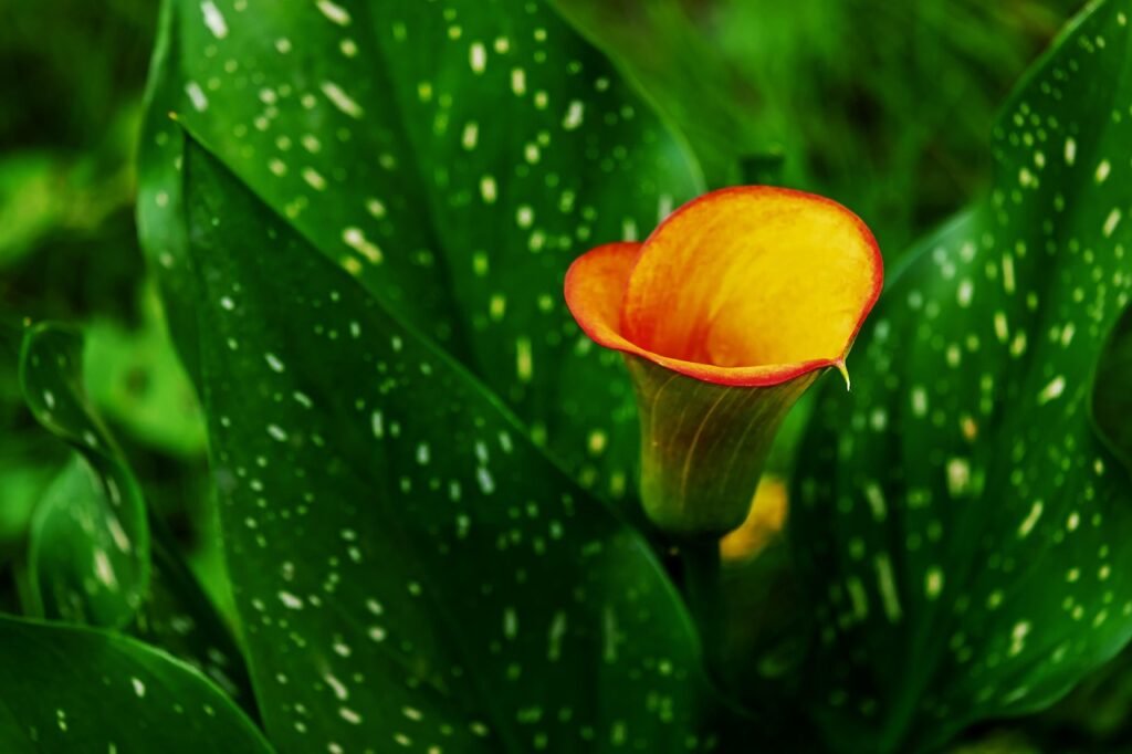calla, kukka tapetti, calla lilja, kukikas tausta, kukka, kukkivat, vakiotyyppi, kauniita kukkia, koriste kukka, puutarha, lu
