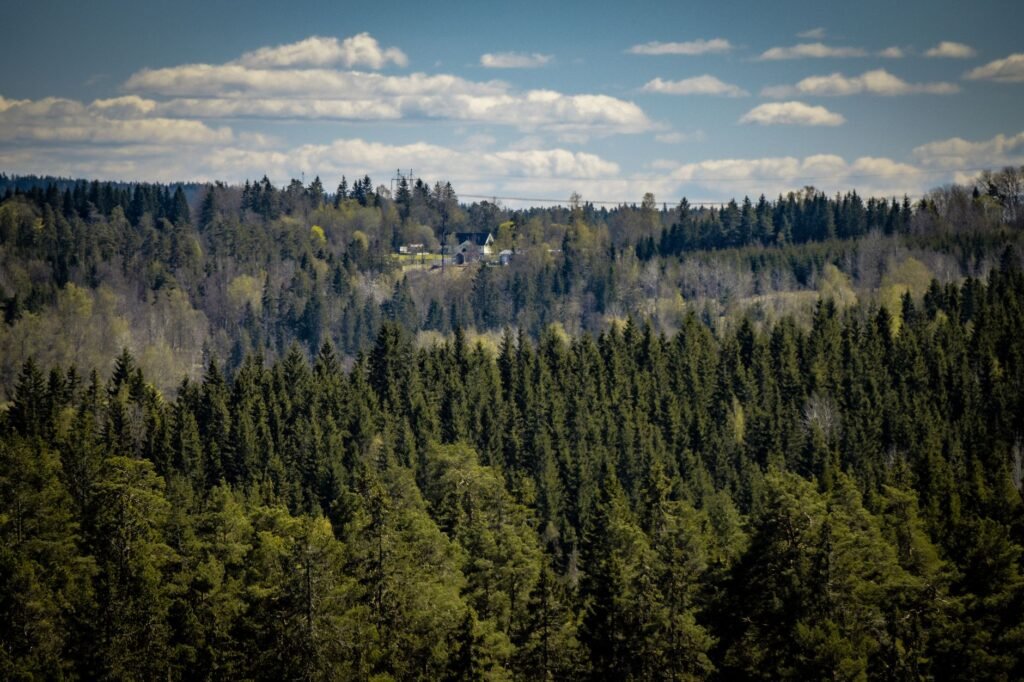 Vangitseva näkymä vehreään metsämaisemaan Tenhultissa, Jönköpingin läänissä, Ruotsissa.