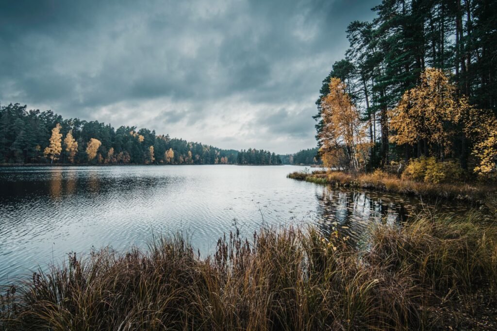 Rauhallinen syysmaisema Viitna-järvellä Virossa kultaisilla lehdillä ja rauhallisella tunnelmalla.