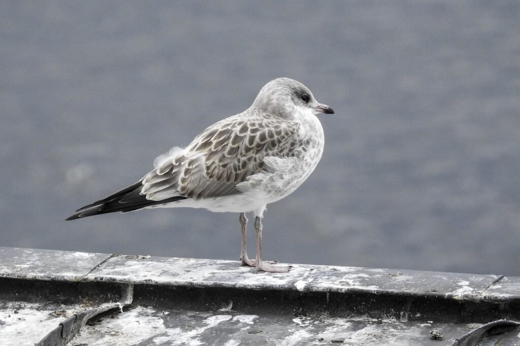 seagull, young bird, finland