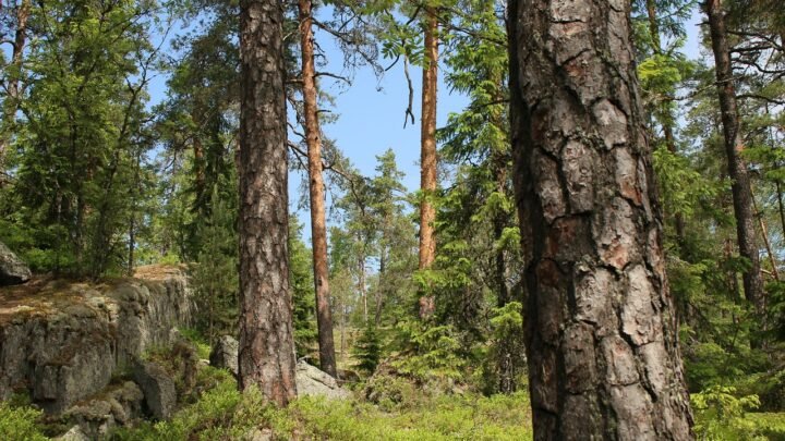 Kokemuksien merkitys ja syväluotaava opas: Näin koet enemmän Riihimäellä