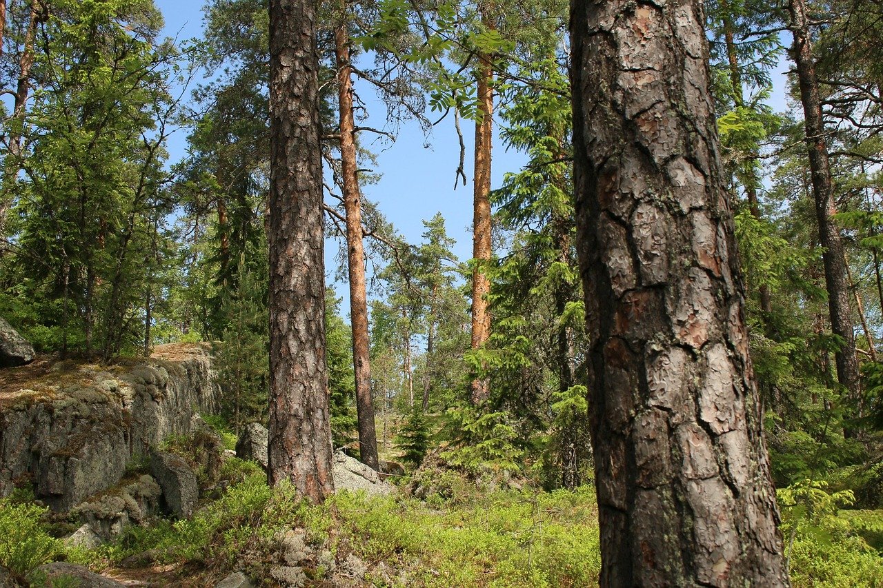 metsä, vihreä, suomi, puu, sammal, maisema, luonto, suomi, suomi, suomi, suomi, suomi
