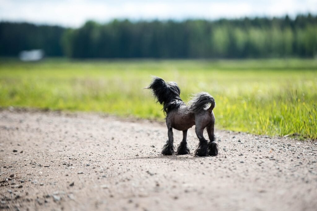 dog, luonne, summer, lemmikki, chinese crested, eläin, silhouette