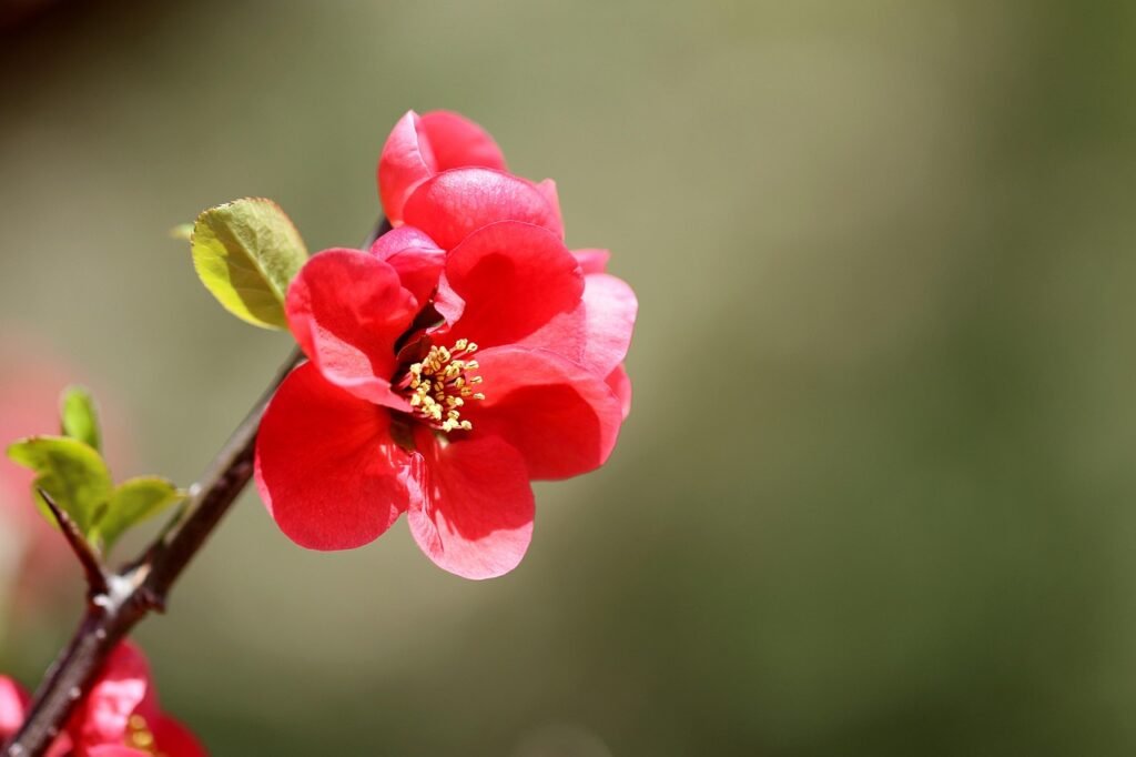 puhelin, people tree, ihmiset puu kukka, japanilainen kvitteni, fiower, tehdas, terälehti, punainen kukka, kevään kukat, kevä
