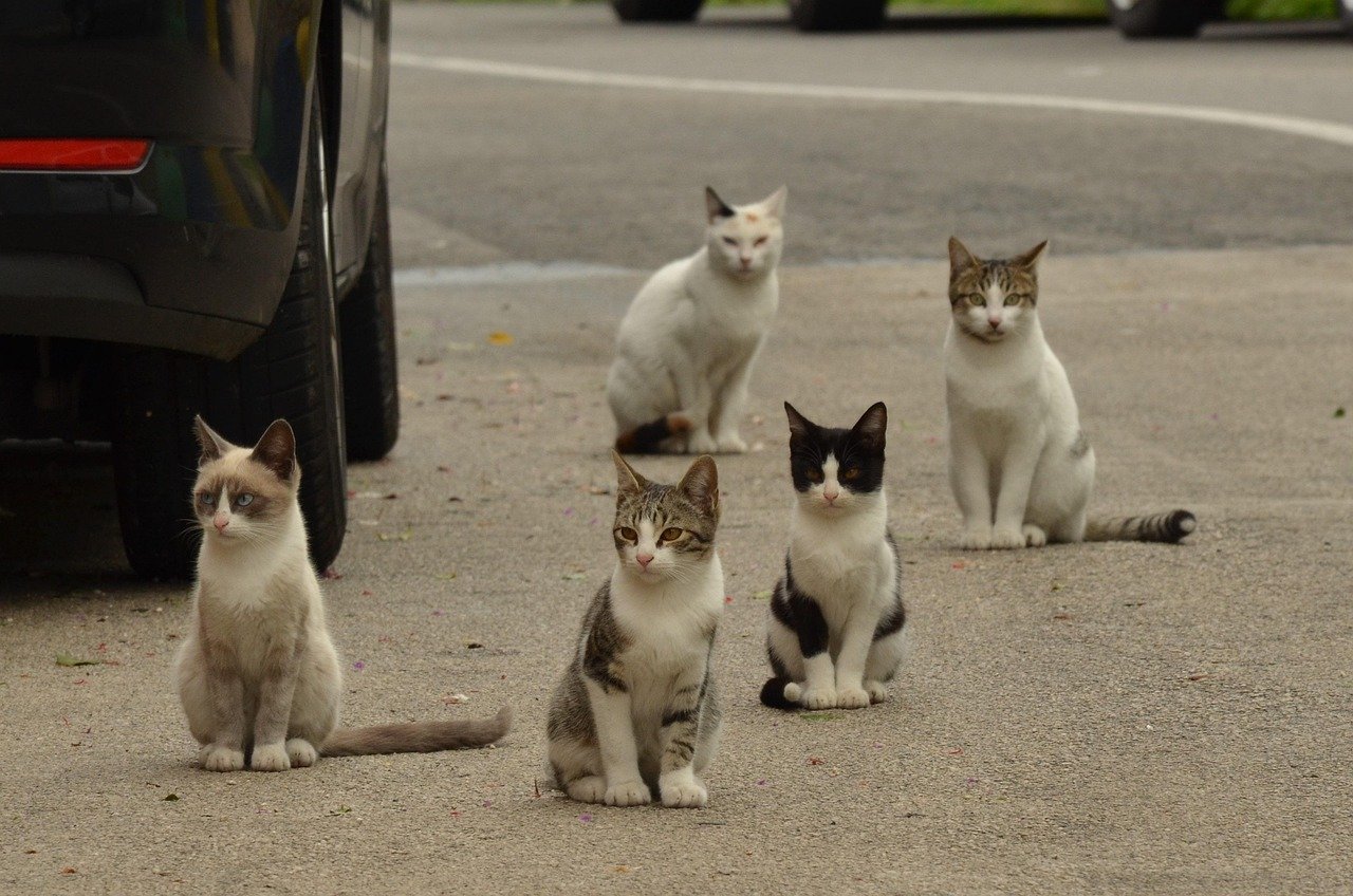 kissa, kissanpentu, alley cat, eläin, hellitellä, street