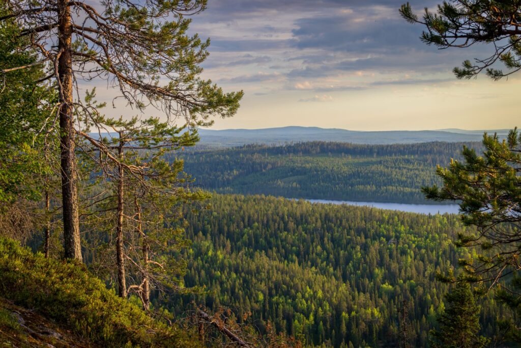 Henkeäsalpaava metsämaisema Kuusamossa, Suomessa, vehreine kasvillisuuksineen ja etäällä oleva joki hämärän taivaan alla.