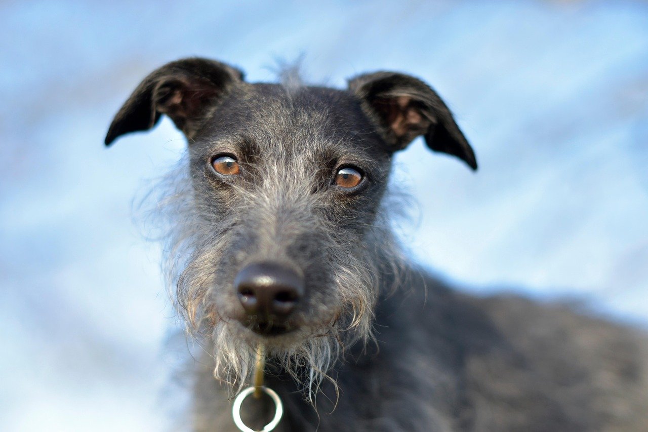 koira, eläin, nisäkäs, whippet, sighthound, bedlington whippet, raisio terrieri, koiran, lemmikki, kotimainen, luonne, muotok