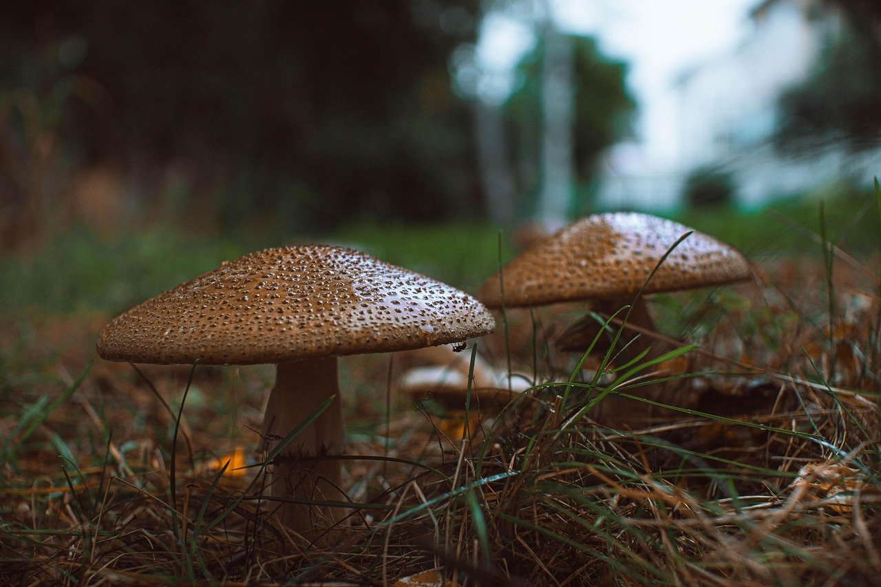 mushroom, sieni, syksy, suomi, fall, nature, luonto, sienet, metsäsieniä, finland, kostea, syksyllä, macro, vantaa, finland,