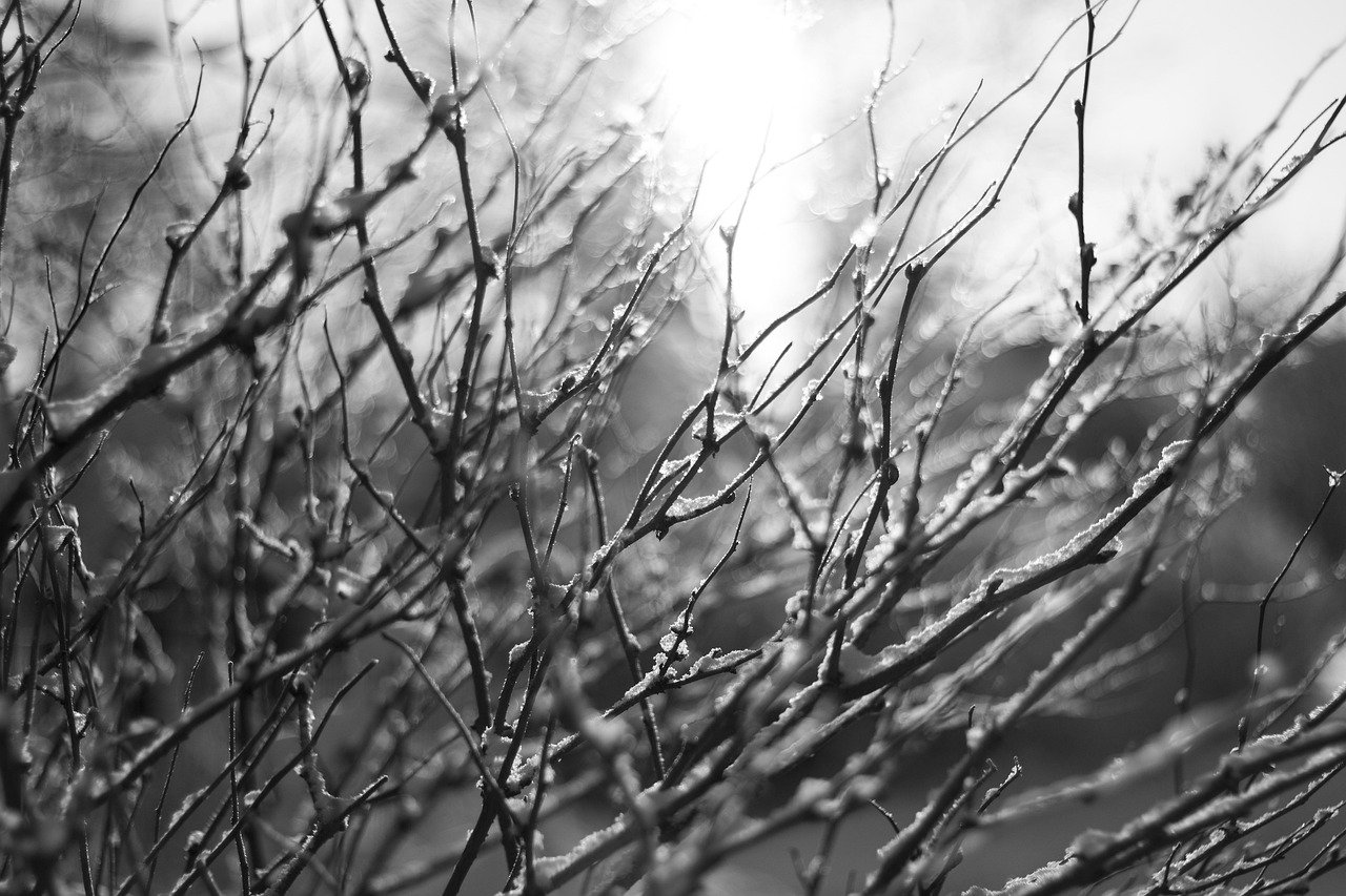 gray, ice, winter, cold, morning, light, shrub, nature, branch