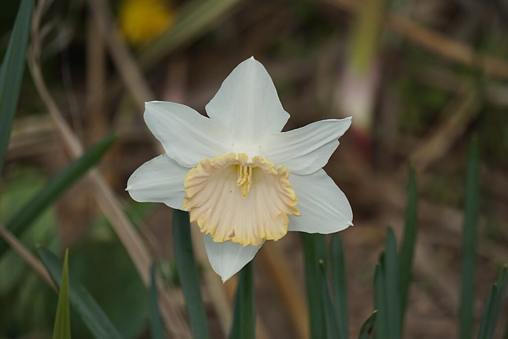 blanc, fleur, flore, la nature