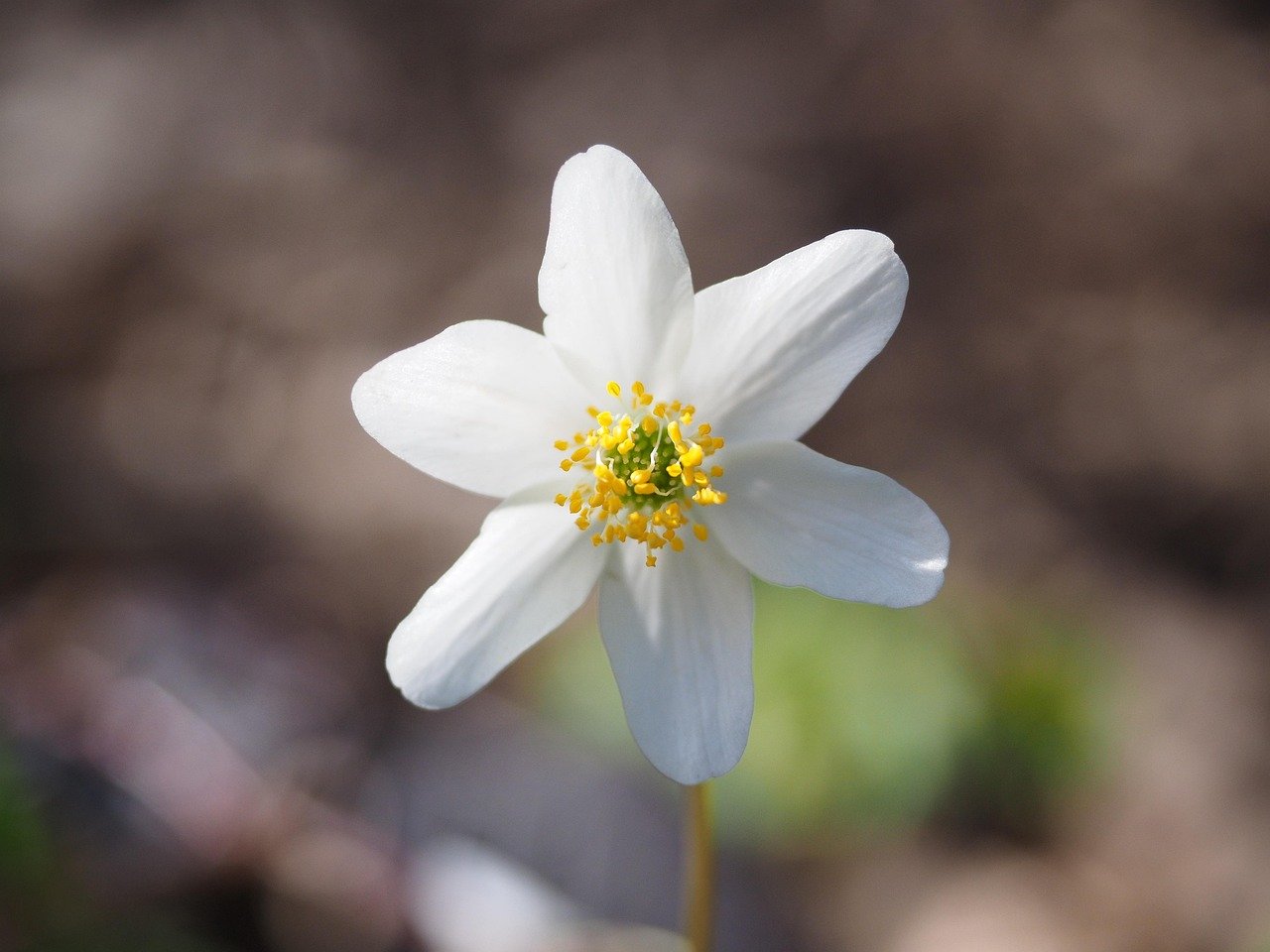 puiset vuokot, kukka, valkoinen, anemone nemorosa, anemone, leinikki, ranunculaceae, kaunis, maaginen, ihana, noita kukka, ka