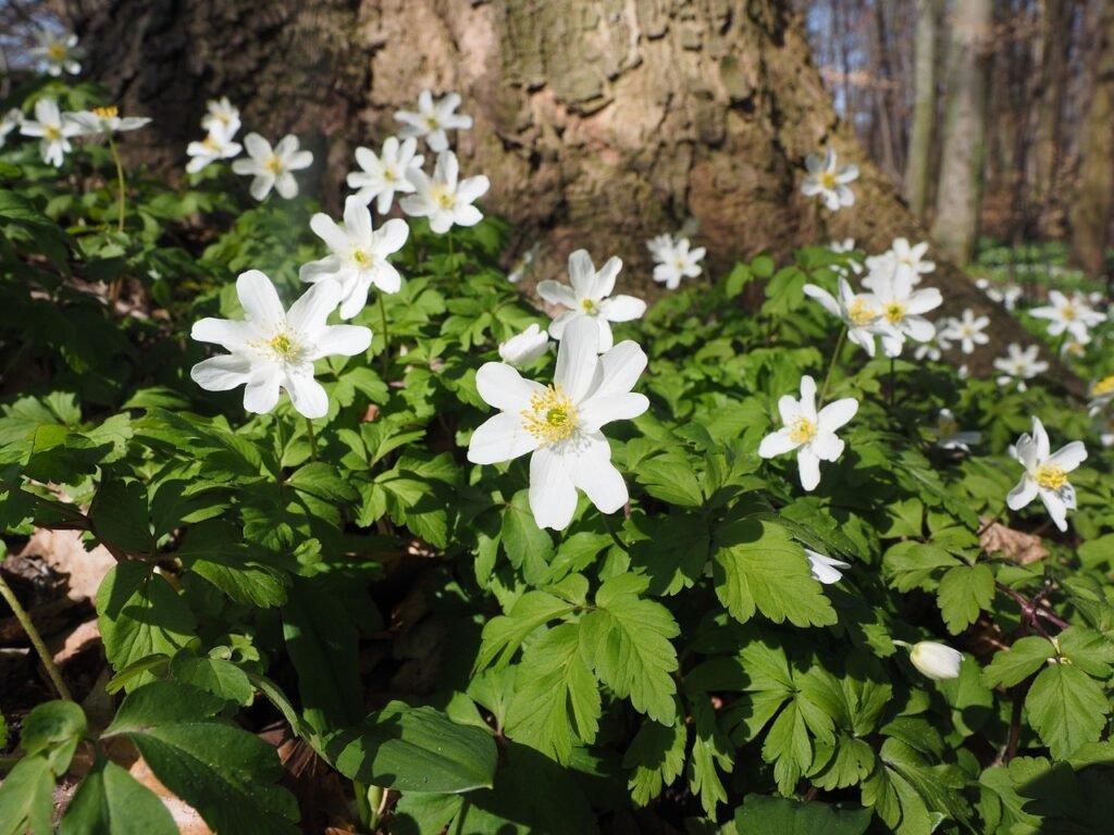 puiset vuokot, kukka, valkoinen, anemone nemorosa, anemone, leinikki, ranunculaceae, kaunis, maaginen, ihana, noita kukka, vu
