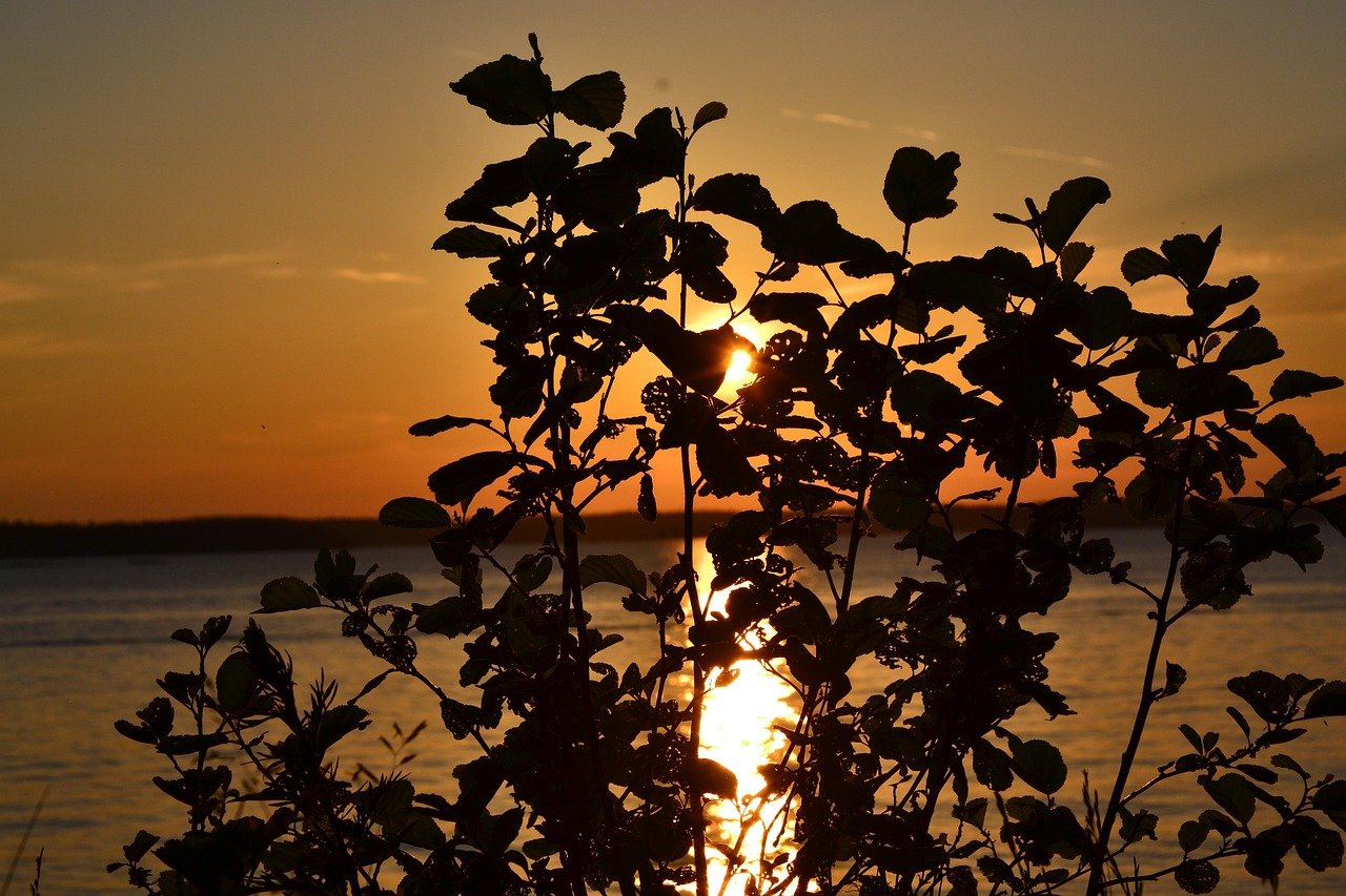 puu, järvi, taivas, auringonlasku, luonne, tampere
