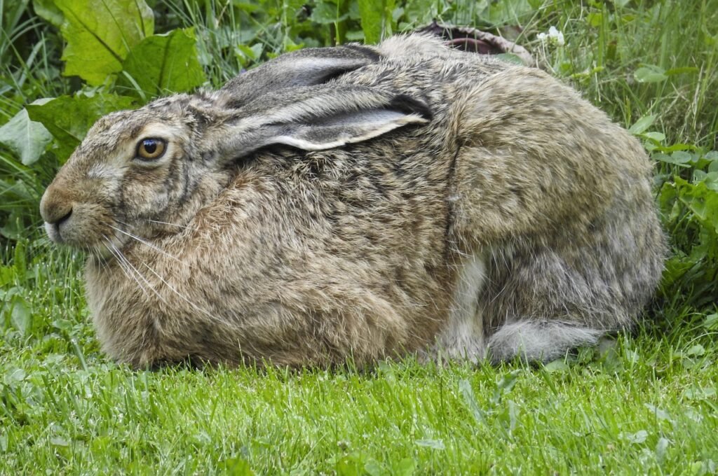 rusakko, luonto, kesä, finland, brown hare, nature, summer, rusakko, rusakko, rusakko, rusakko, rusakko, finland, finland, su