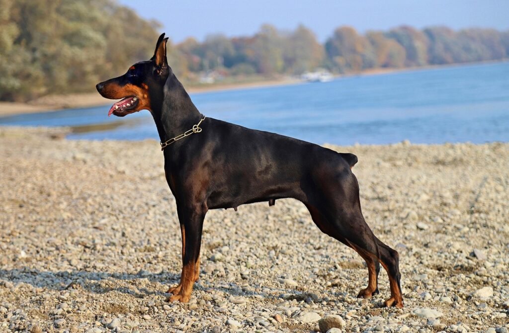dobermanni, musta, lemmikki, koira, eläin, kaunis, kiva, waterfront, seisoo