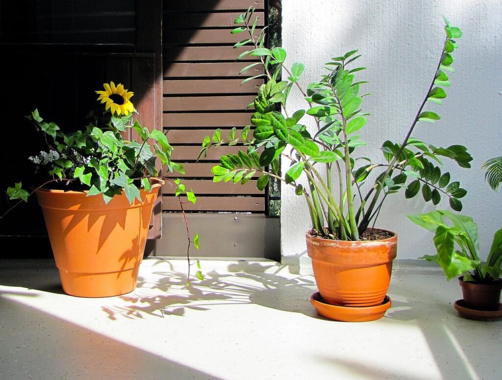 kasvit, parvekekasvit, kasveja parvekkeella, kasveja, parveke, auringonkukka, palmuvehka, zamioculcas, kesä, summer, luonne,