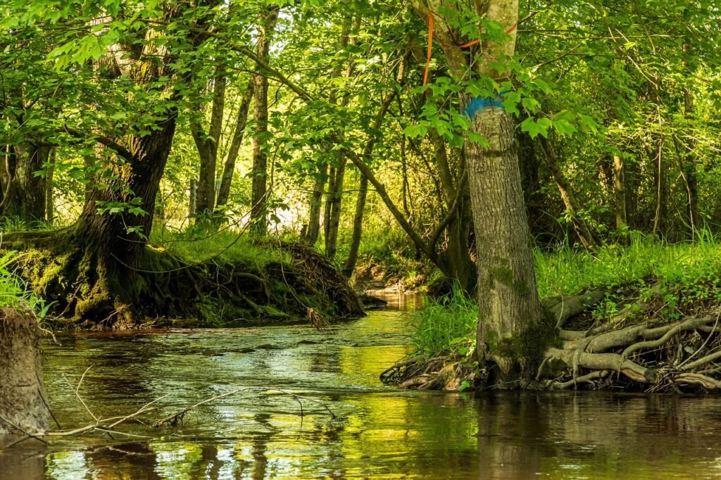 puro, creek bank, maisema, vettä, luonne, joki, metsä, maisemia, ulkona, virtaus, vihreä, märkä, ympäristöön, metsään, veden