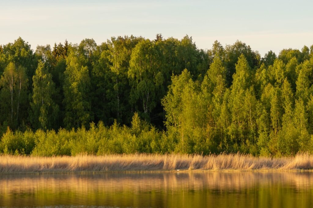 Rauhallinen maisema rehevällä vihreällä metsässä, joka heijastuu tyynelle järvelle auringonlaskun aikaan.