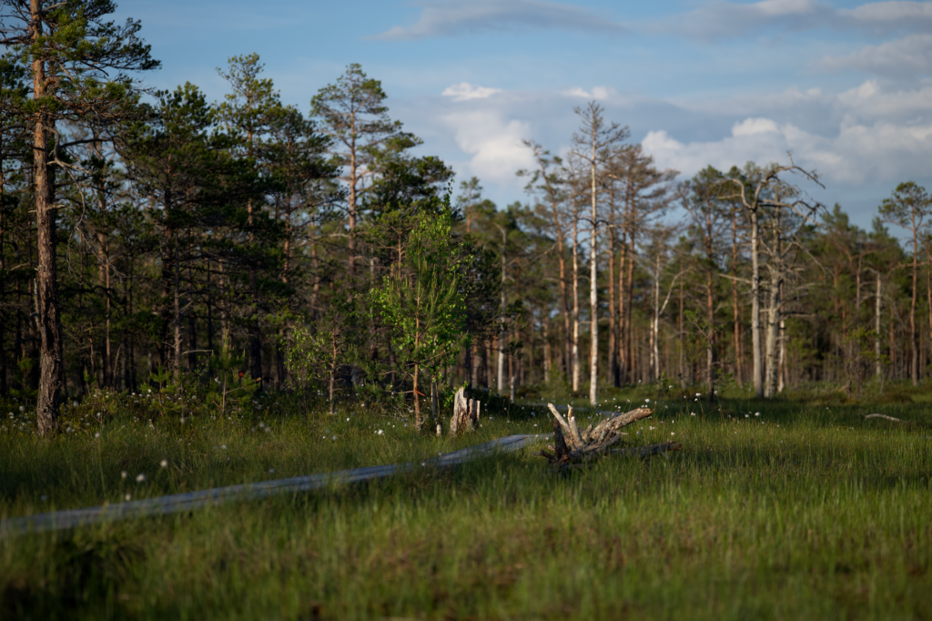 Rauhallinen näkymä rehevään metsään, jossa on korkeita mäntyjä ja ruohottuva maasto kirkkaan taivaan alla.