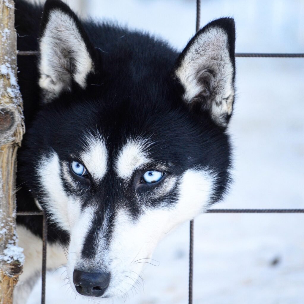 husky, siperianhusky, lemmikki, koira, talvi, silmät, lumi, eläimet, luonne, eläin, oulu, suomi