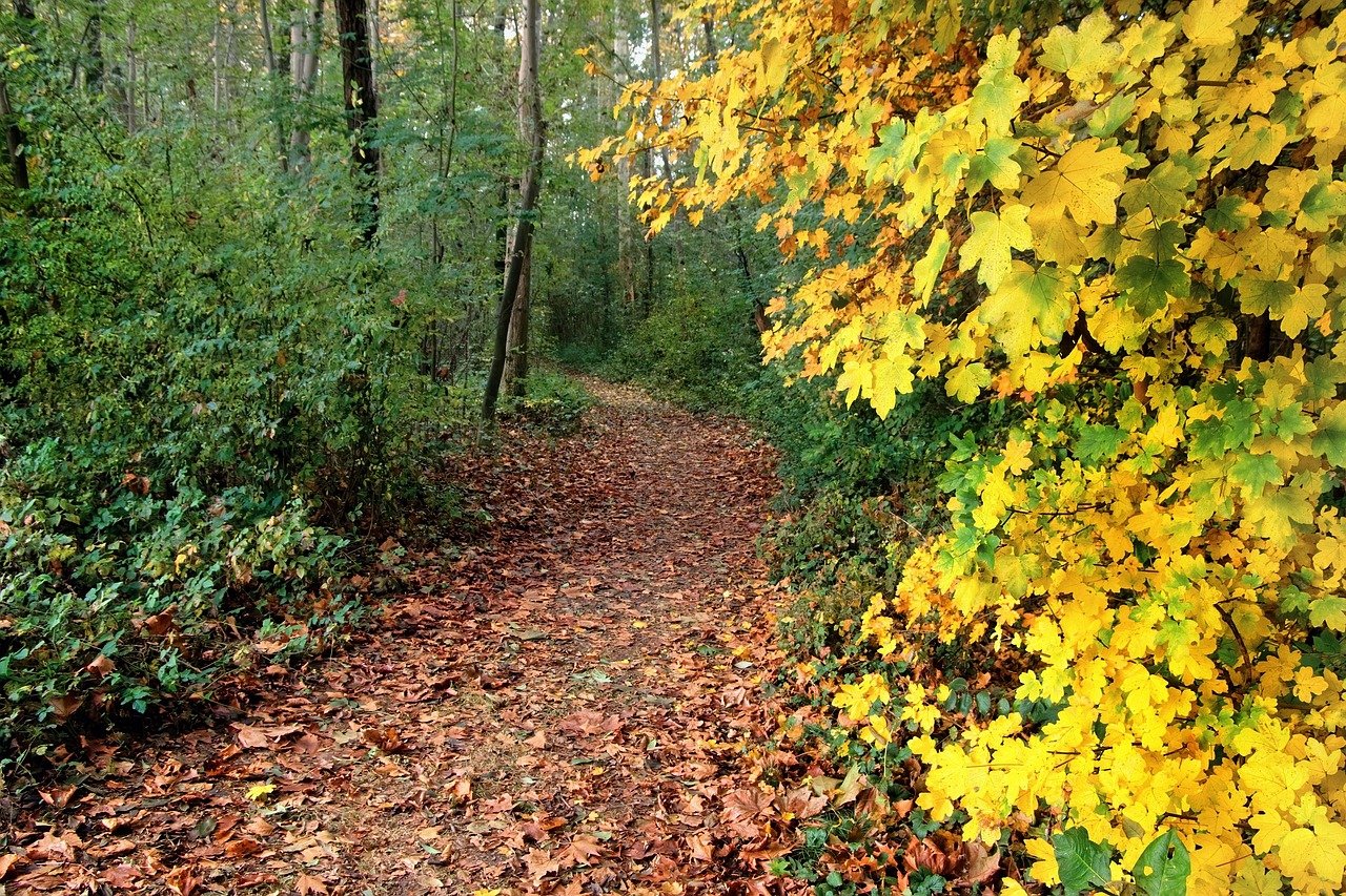 trail, metsä, polku, forest, syksy, syksyn värejä, keltaiset lehdet, luonnonkaunis, kuivatut lehdet, luonto, maisema